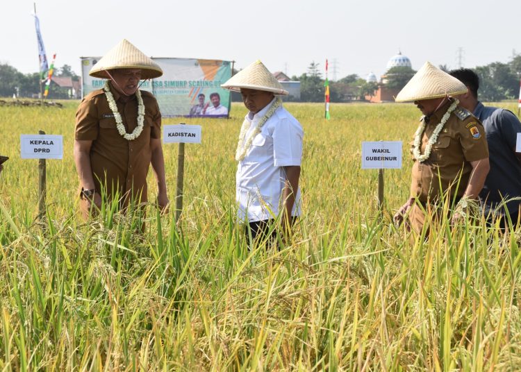 Wakil Gubernur Jawa Barat, UU Ruhzanul Ulum, didampingi Bupati Cirebon dan jajaran Dinas Pertanian saat uji teknologi Demplot CSA SIMURP di Desa Pabedilan, Selasa (8/8/2023). (Foto- Diskominfo Kabupaten Cirebon)