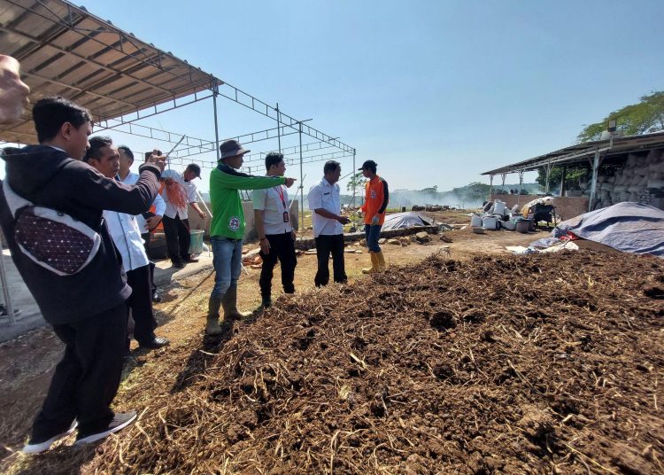 Kepala Dinas Pertanian Kabupaten Cirebon, Alex Suheriyawan, saat menyambangi petani binaan dan sosialisasi penerapan sistem pertanian organik dengan pola Strategi Unggulan Pertanian Sistem Organik (Supersonik), di wilayah kerjanya, Kamis (19/10/2023).