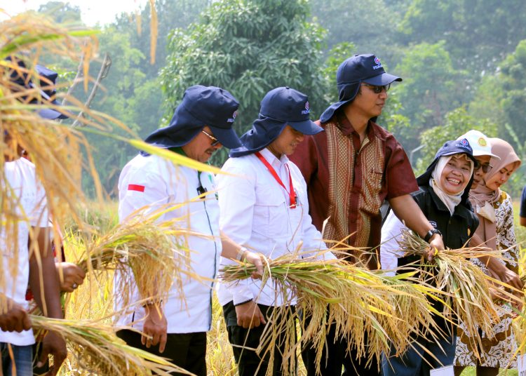 Bupati Cirebon, Imron (kiri) didampingi Kepala Dinas Pertanian, Alex Suheriawan, dan jajaran dalam kesempatan pelaksanaan panen raya di wilayahnya.