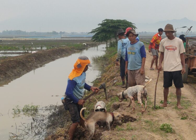 Sejumlah petani bersama elemen terkait dan petugas BPSBTPH Jawa Barat saat menggelar gropyokan atau berburu tikus pada areal persawahan di Kecamatan Gegesik, Kabupaten Cirebon, Senin (15/1/2024).