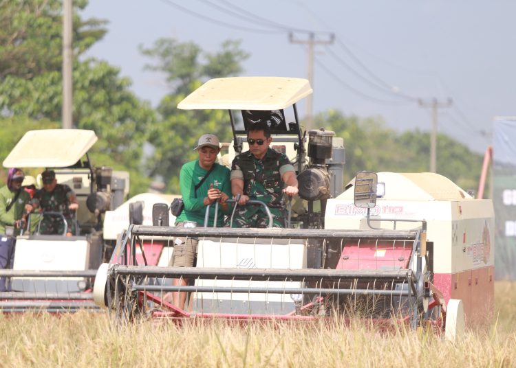 Kasad Jenderal TNI Maruli Simanjuntak, bersama  jajaran saat melalukan panen raya padi di Kabupaten Subang, Jawa Barat, Kamis (18/4/2024).