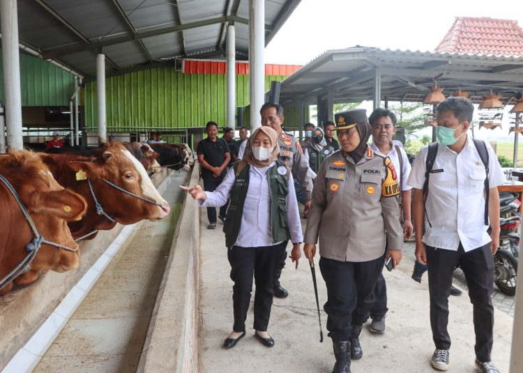 Kapolresta Cirebon, Kombes  Sumarni,  dan tim dari UPTD Kesehatan Hewan saat melakukan kunjungan ke peternakan hewan kurban di Desa Arjawinangun, Kecamatan Arjawinangun Kabupaten Cirebon, Rabu (12/6/2024).