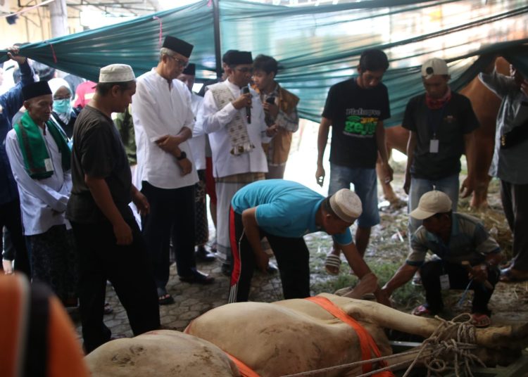 Pj Wali Kota Cirebon H. Agus Mulyadi didampingi Ketua DKM Masjid Raya At Taqwa H. Ahmad Yani, meninjau proses penyembelihan hewan qurban, Senin (17/6/2024).*
