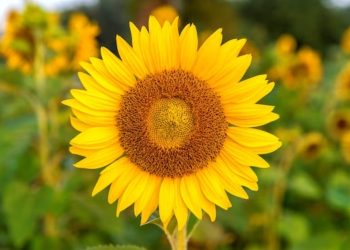 Cahaya Abadi: Makna Bunga Matahari untuk Mengenang Mereka yang Telah Pergi