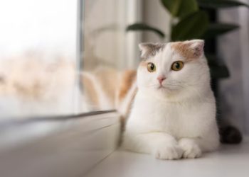 Tak Boleh Asal, Ini Persiapan yang Wajib Dilakukan Sebelum Pelihara Kucing