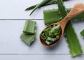 Lidah Buaya: Rahasia Alami untuk Kesehatan yang Optimal