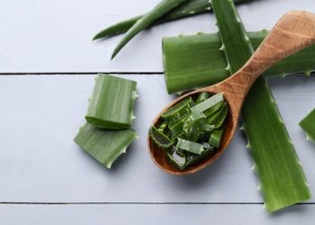 Lidah Buaya: Rahasia Alami untuk Kesehatan yang Optimal