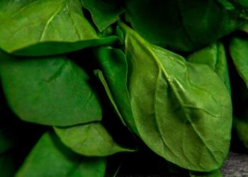 Rahasia Sehat dengan Air Rebusan Daun Sirih: Manfaat Alami yang Tak Terduga