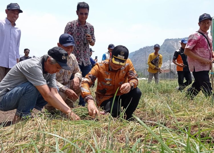 Pj Bupati Cirebon, Wahyu Mijaya didampingi jajaran Dinas Pertanian saat meninjau uji coba penanaman bawang merah dari biji di Desa Cikalahang, Kecamatan Dukupuntang, Rabu (2/10/2024). /* (foto: humas pemkab)