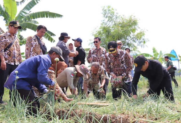 Pj Bupati Cirebon, Wahyu Mijaya, saat meninjau produksi bawang merah di Desa Pabuaran Lor, Kecamatan Pabuaran. /* (foto: Diskominfo)