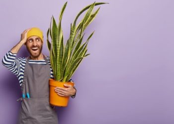 5 Tanaman Hias yang Membantu Membersihkan Udara di Rumah