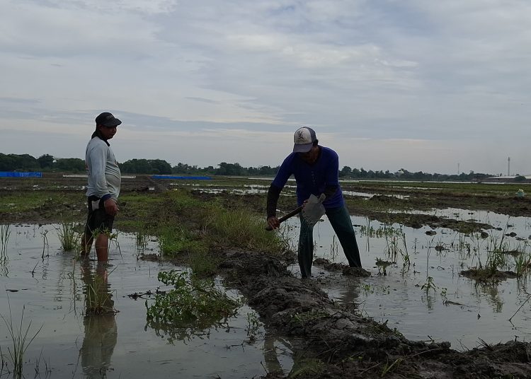 Sejumlah petani sedang menggarap lahan untuk memasuki masa tanam di wilayah Kecamatan Plumbon, Kabupaten Cirebon, Sabtu (14/12/2024). /* (foto: M. Rahmat) 