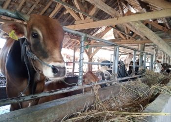 Perubahan Cuaca Picu Wabah PMK di Kabupaten Cirebon, Distan Cirebon Perketat Pengawasan