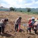 Ajak Masyarakat Dukung Swasembada Pangan, Lahan Tidur Disulap Jadi Ladang Jagung