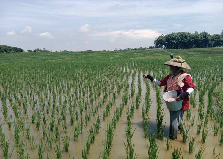 Seorang petani tengah memberikan pupuk di lahan garapan sawah di Kabupaten Cirebon./* (foto: M. Rahmat) 