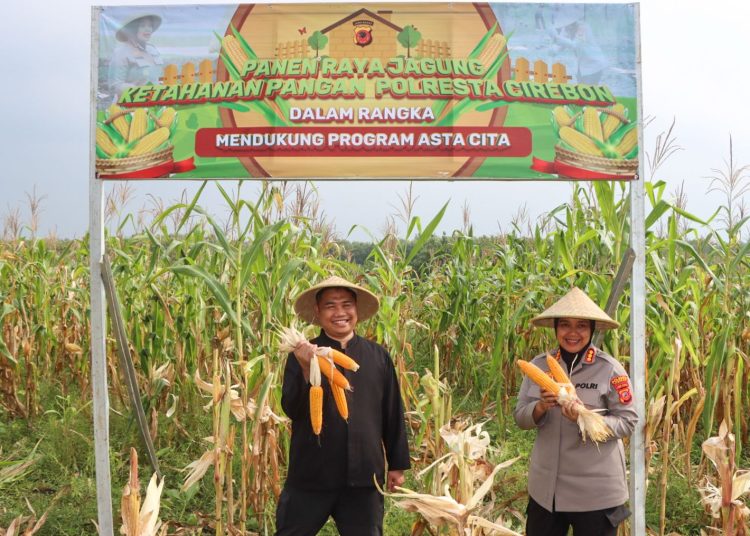 Panen jagung yang diinisiasi Polresta Cirebon, di lahan pertanian Blok Pintu, Desa Sumurkondang, Kecamatan Karangwareng, Kabupaten Cirebon, pada Minggu (16/2/2025)./* (foto: humas Polresta) 