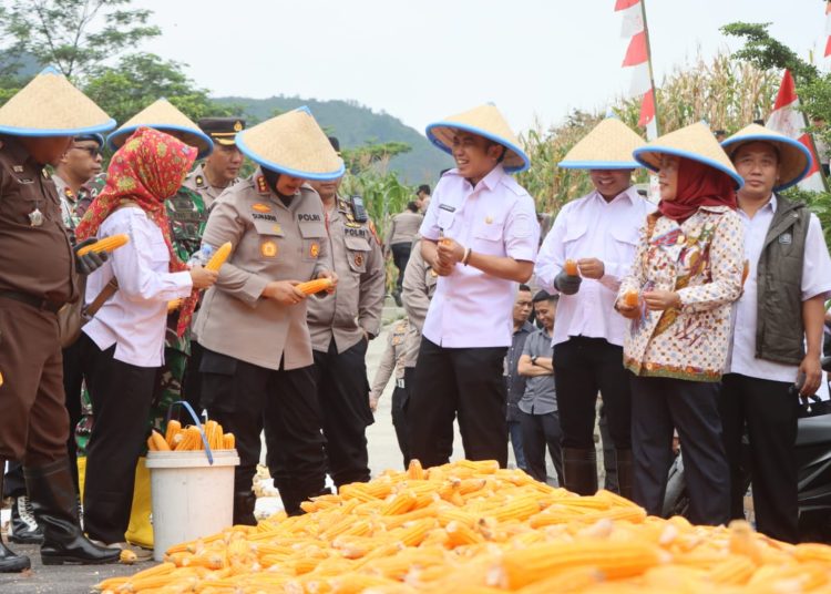 Kapolresta Cirebon, Kombes Sumarni dan Wabup Cirebon, Agus Kurniawan Budiman, beserta jajaran saat panen raya jagung di Desa Kedondong Kidul, Kecamatan Dukupuntang, Rabu (26/2/2025)./* (foto: M. Rahmat)