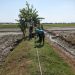 Gagal Panen Bayangi Petani Cirebon Timur, Desak Perbaikan Irigasi dan Solusi Jangka Panjang