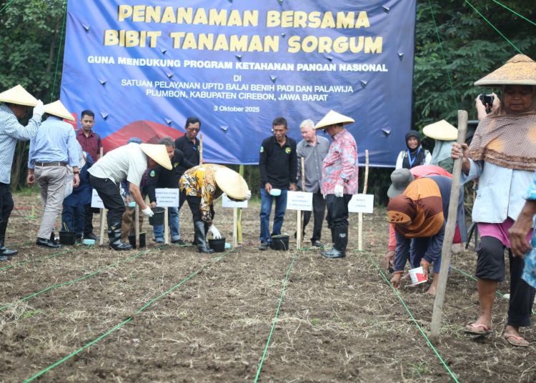 Pemkab Cirebon mendukung ketahanan pangan nasional dengan menanam sorghum di lahan UPTD Balai Benih Padi dan Palawija, Kecamatan Plumbon, Jumat (3/10/2025)/* (foto: Prokompim Kab. Cirebon) 