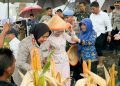 Bupati Apresiasi Polresta Cirebon, Panen Raya Jagung Bukti Ketahanan Pangan