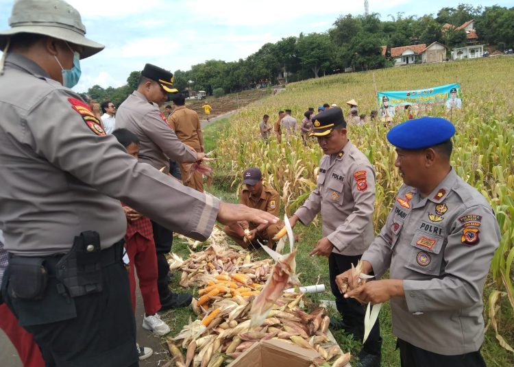 Polresta Cirebon panen 4 ton jagung sebagai bentuk dukungan untuk swasembada pangan, di lahan Tanah Bengkok Desa Lebak Mekar, Kecamatan Greged, Selasa (2/12/2025)./* (foto: Humas Polresta Cirebon) 