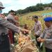 Program Pangan Polresta Cirebon Capai 1.980 Ton Jagung Sepanjang 2025