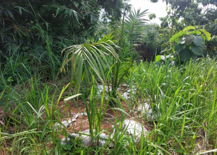 Pemkab Cirebon menyoroti penanaman sawit di Perbukitan Cigobang, Kecamatan Pasaleman, Kabupaten Cirebon./* (foto: Diskominfo Kab. Cirebon)