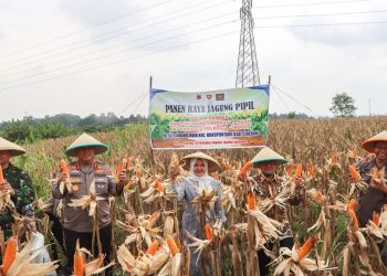 Panen Raya Jagung Serentak, Polresta Cirebon Sumbang 3 Ton