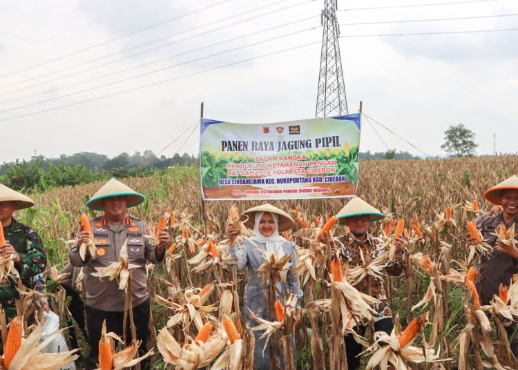 Kapolresta Cirebon, Kombes Imara Utama bersama Forkopimda saat panen raya jagung pipil di Desa Sindangjawa, Kecamatan Dukupuntang, Kamis (8/1/2026)./* (foto: Humas Polresta Cirebon)